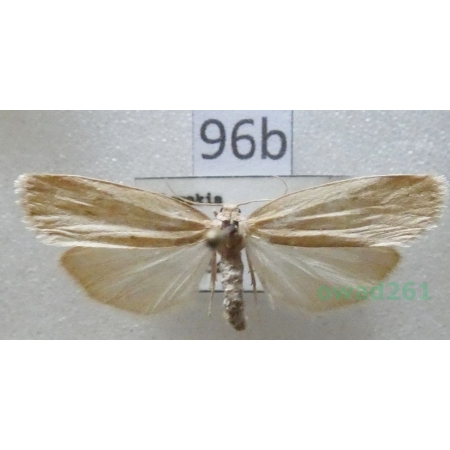 Pelosia obtusa (Herrich-Schäffer, 1852) Czech96b